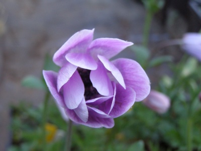 Anemone Pavonina, Morley